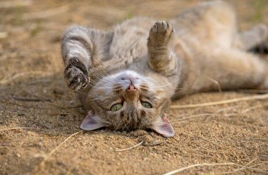 Yeşil gözlü, pembe burunlu sevimli kırmızı kedi güneşte baş aşağı yatıyor.