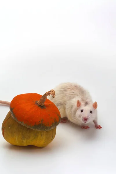 Eine Weiße Ratte Steht Hinter Einem Kürbis Auf Weißem Hintergrund — Stockfoto