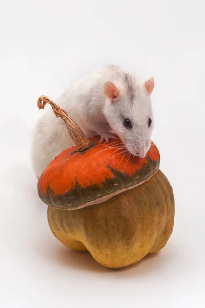 Rat Blanc Grimpe Sur Une Citrouille Décorative Sur Fond Blanc — Photo