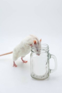 Beyaz bir sıçan bir kupaya bakıyor. Beyaz arka planda.