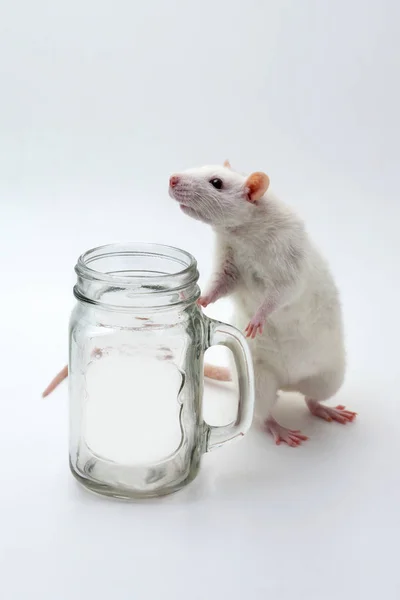 White Rat Stands Its Hind Legs Can White Background — Stock Photo, Image