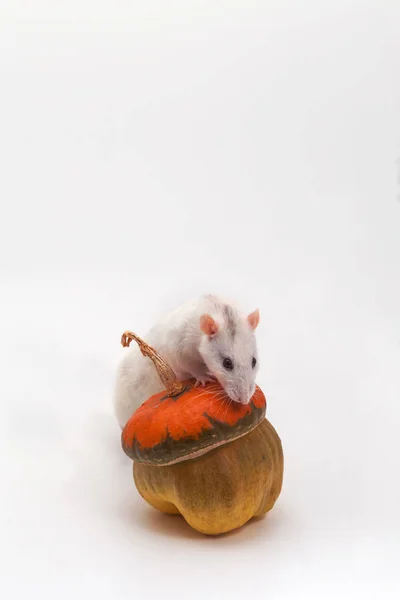 Biały Szczur Stoi Dynią Białym Tle — Zdjęcie stockowe