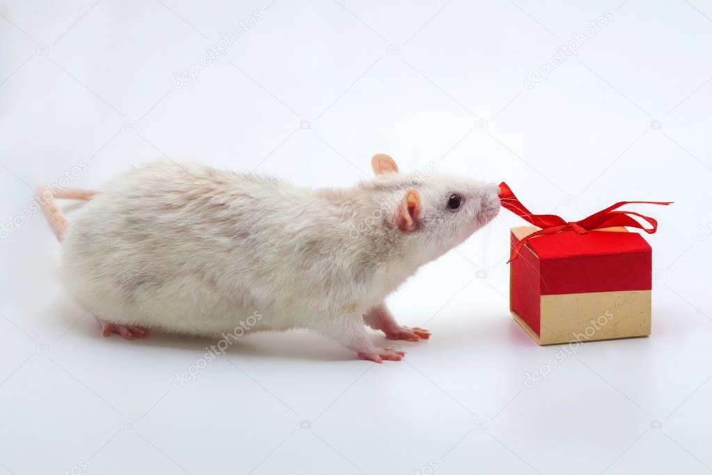 White rat with a box for gifts on a white background.