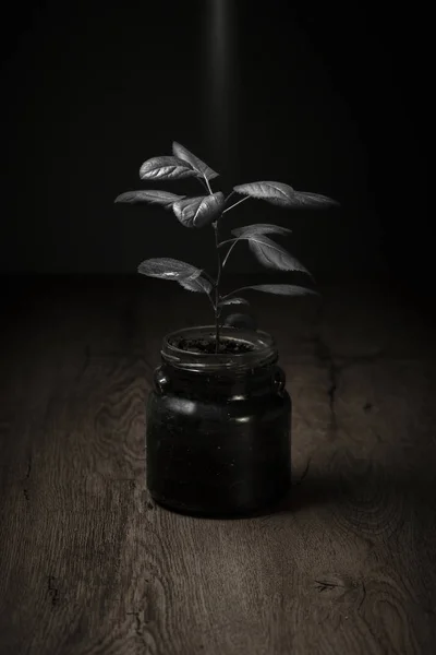 Small tree with dark leaves in a glass jar on a wooden tabletop. Against a dark background.
