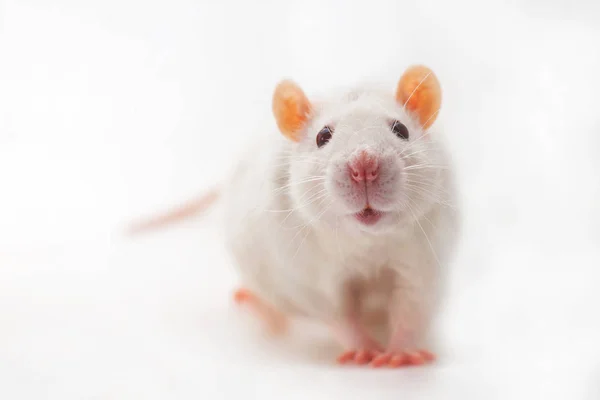 Szczur Wyizolowany Białym Tle — Zdjęcie stockowe