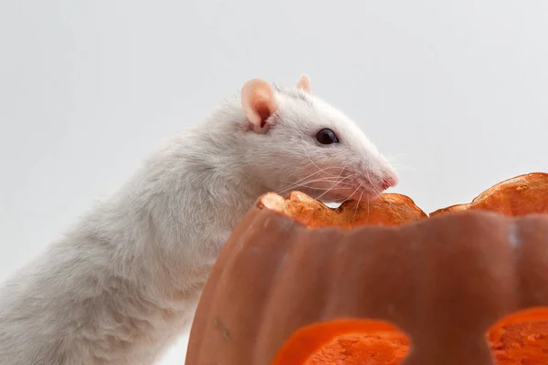 Szczur Dynia Halloween Izolowane Białym Tle — Zdjęcie stockowe