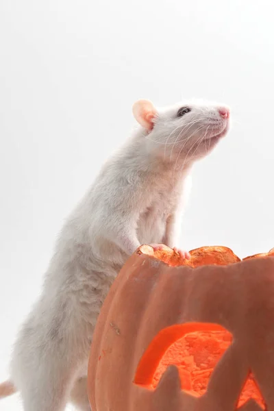 Szczur Dynia Halloween Izolowane Białym Tle — Zdjęcie stockowe