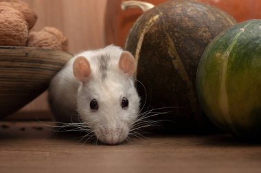 Beyaz bir fare dekoratif balkabaklarının ve cevizli ahşap bir kasenin yanında oturur..