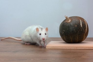 Beyaz bir sıçan ahşap bir masanın üzerinde duruyor. Farenin yanında küçük dekoratif bir balkabağı yatıyor..