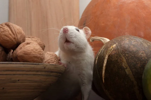 一只白鼠坐在装饰南瓜旁 一只木碗里放着核桃 — 图库照片