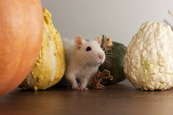 Rat Blanc Est Assis Près Citrouilles Décoratives — Photo