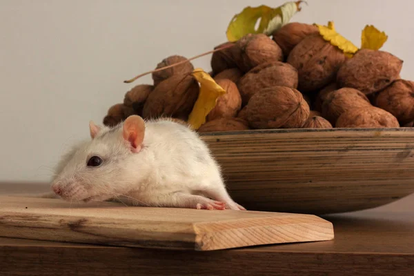 Biały Szczur Stole Kuchennym Szczurem Jest Drewniana Miska Orzechami Włoskimi — Zdjęcie stockowe