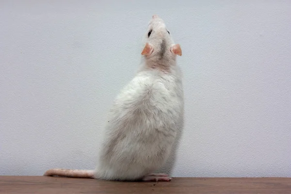 Biały Szczur Stoi Stole Tylnych Nogach — Zdjęcie stockowe
