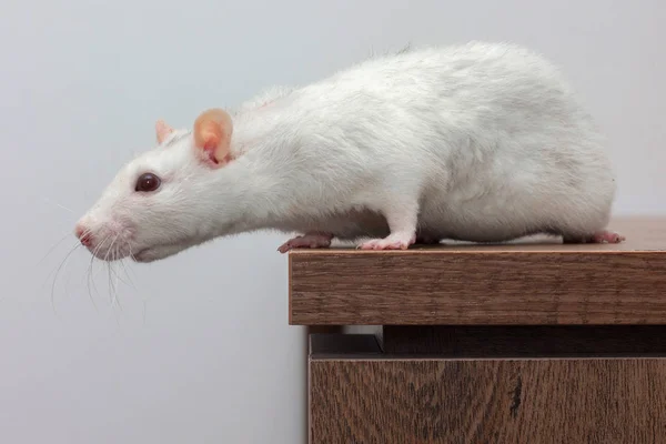 White Rat Stands Wooden Table — Stock Photo, Image