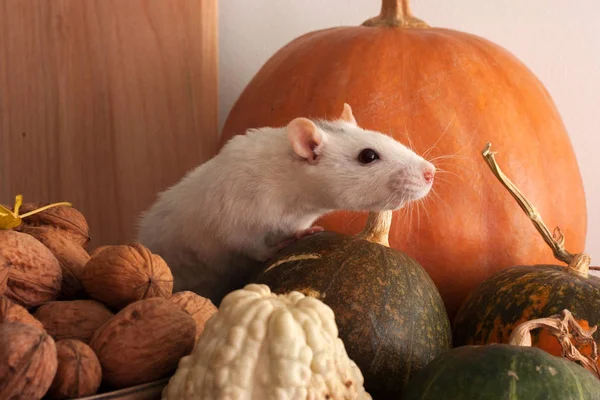 Eine Weiße Ratte Sitzt Neben Zierkürbissen Und Einer Hölzernen Schüssel — Stockfoto