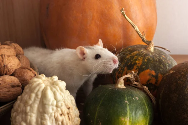Biały Szczur Siedzi Obok Dekoracyjnych Dyń Drewnianej Miski Orzechami Włoskimi — Zdjęcie stockowe