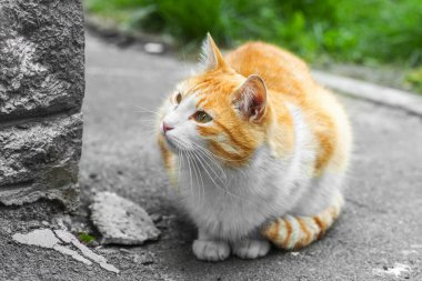 Evsiz kızıl kedi kaldırımda oturuyor. Bulanık arkaplan