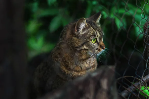 Eine Obdachlose Katze Sitzt Hinter Einem Zaun Und Schaut Mit — Stockfoto