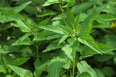 Tüylü yeşil yapraklı ısırgan otunun arka planı. Isırgan otu parlak güneş altında ormanda yetişiyor. Yüksek kalite fotoğraf