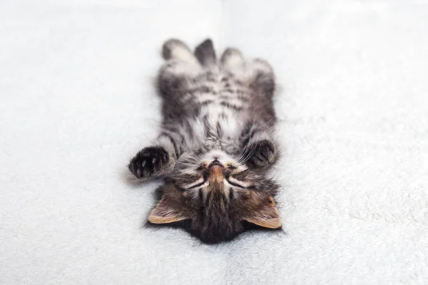小さな縞模様の子猫は 白いベッドスプレッドの上に背中に甘く横たわって寝ています — ストック写真