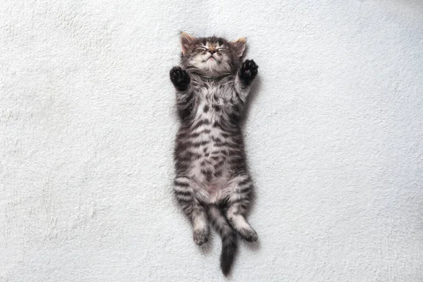 Mały Kociak Paski Śpi Słodko Leżąc Plecach Białej Narzutce — Zdjęcie stockowe