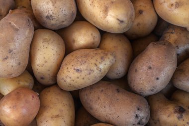 Açık hava pazarında taze patates. Patateslerin geçmişi. Yüksek kalite fotoğraf