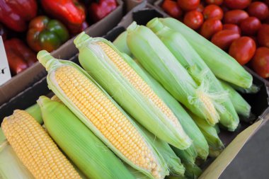 Açık hava pazarında olgun mısır koçanları. Yüksek kalite fotoğraf