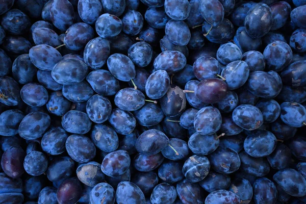 Prune Fraîche Mûre Sur Marché Plein Air Contexte Des Prunes — Photo