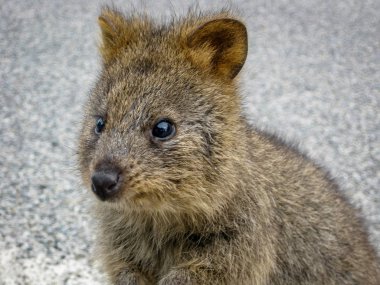 quokka animal in western australia rottnest island clipart