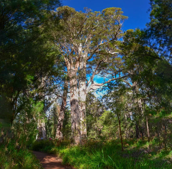 Velký guma strom v jihozápadní Austrálii — Stock fotografie