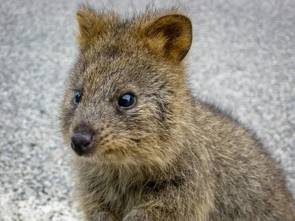 quokka hayvan Batı Avustralya rottnest Island