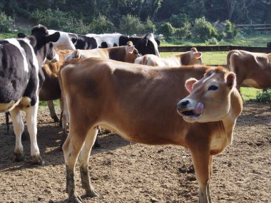 bir çiftlikte kahverengi inek