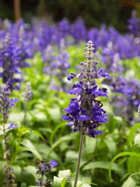 Tarlada lavanta çiçeği