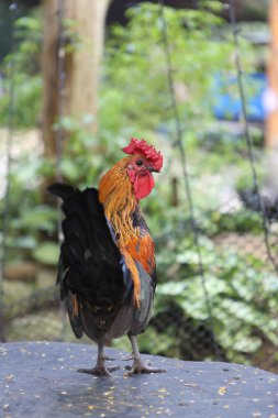 bir çiftlik horozu