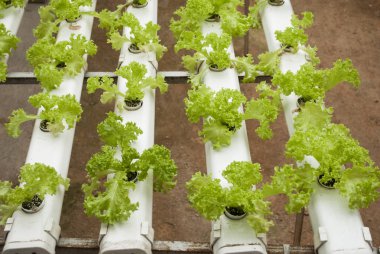 Hydroponics sebze salatası çiftliği