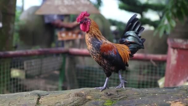 Rooster Roaming Freely Farm — Stock Video