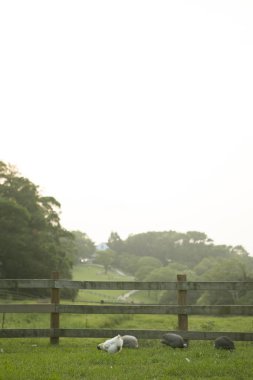 Tavuk serbestçe bir çiftlikte dolaşım