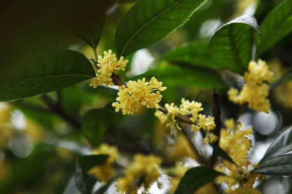 Žlutá Osmanthus Květina Stromě — Stock fotografie