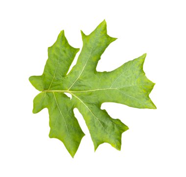 Yeşil solanum torvum yaprağı, hindi berry beyaz arka plan izole kırpma yolu ile yaprakları