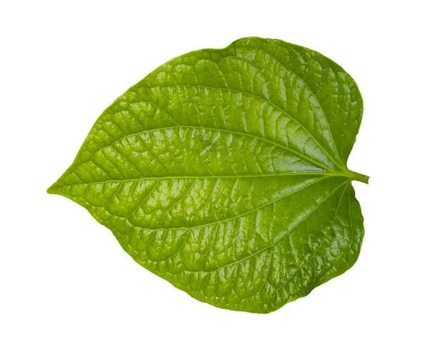 Πράσινο φύλλο betel με διαδρομή αποκοπής απομονωμένη σε λευκό φόντο — Φωτογραφία Αρχείου