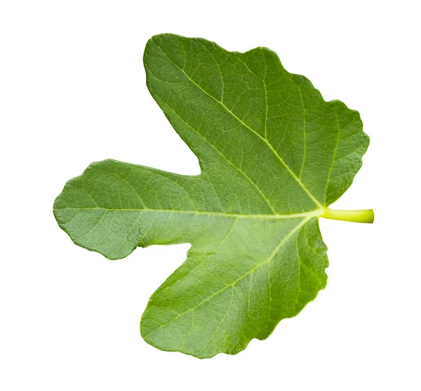 Groen vijg blad met uitknippad geïsoleerd op witte achtergrond — Stockfoto