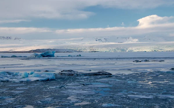 Skupina Těsnění Relaxační Ležet Ledě Ledovcové Laguně Jokulsarlon Islandu — Stock fotografie