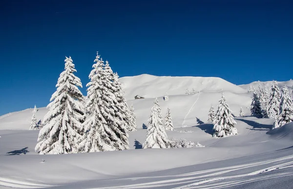 Kiefern Bedeckt Von Schwerem Schnee Vor Blauem Himmel Ein Kleines — Stockfoto
