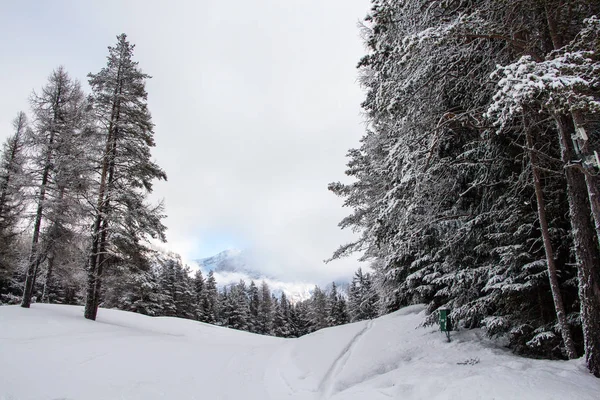 Winter Berglandschaft Mit Schneebedeckten Kiefern — Stockfoto
