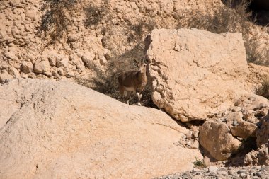 Dağ keçisi veya Negev Çölü İsrail içinde kraterinde Ramon, Alp keçi