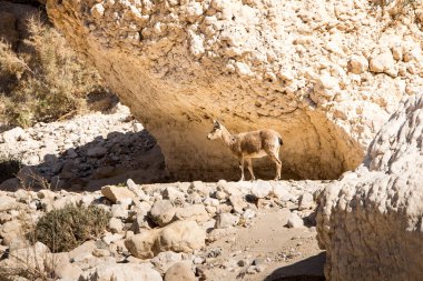 Dağ keçisi veya Negev Çölü İsrail içinde kraterinde Ramon, Alp keçi
