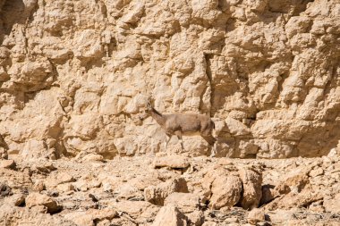 Dağ keçisi veya Negev Çölü İsrail içinde kraterinde Ramon, Alp keçi
