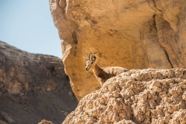 Bex veya Negev Çölü İsrail içinde kraterinde Ramon, Alp keçi