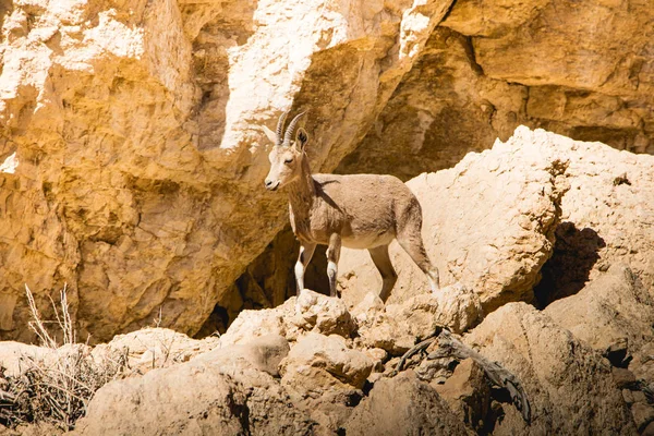Bex Lub Alpejskim Kozie Krateru Ramon Pustyni Negew Izraelu — Zdjęcie stockowe