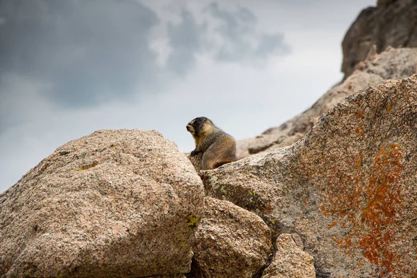 Marmota Alpina Sentada Sobre Uma Rocha — Fotografia de Stock